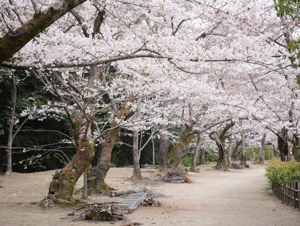 岡山市中区の桜並木