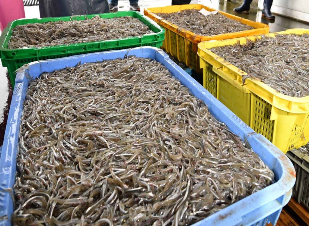 岡山市南区の漁港で水揚げされた魚