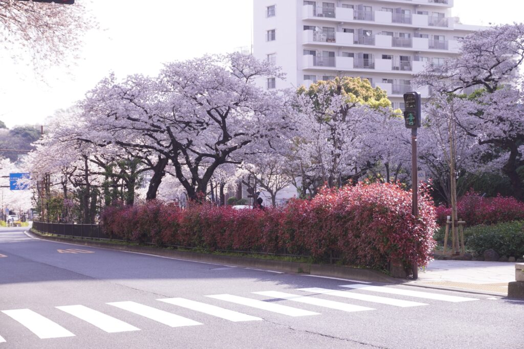 文京区の播磨坂の桜並木 