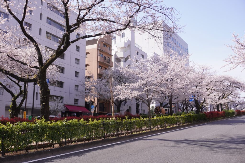 文京区の春の播磨坂さくら並木
