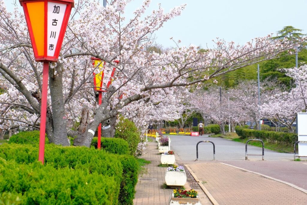 兵庫県加古川市の日岡山公園