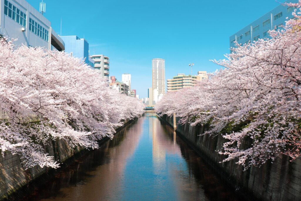品川区の目黒川の桜並木