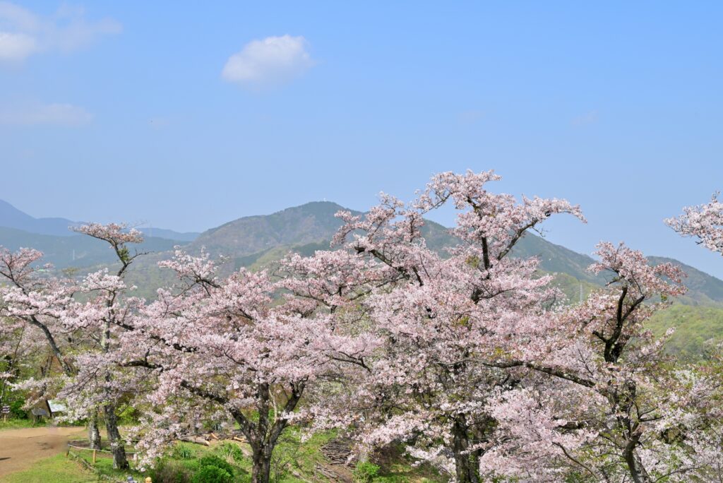 秦野市弘法山と桜