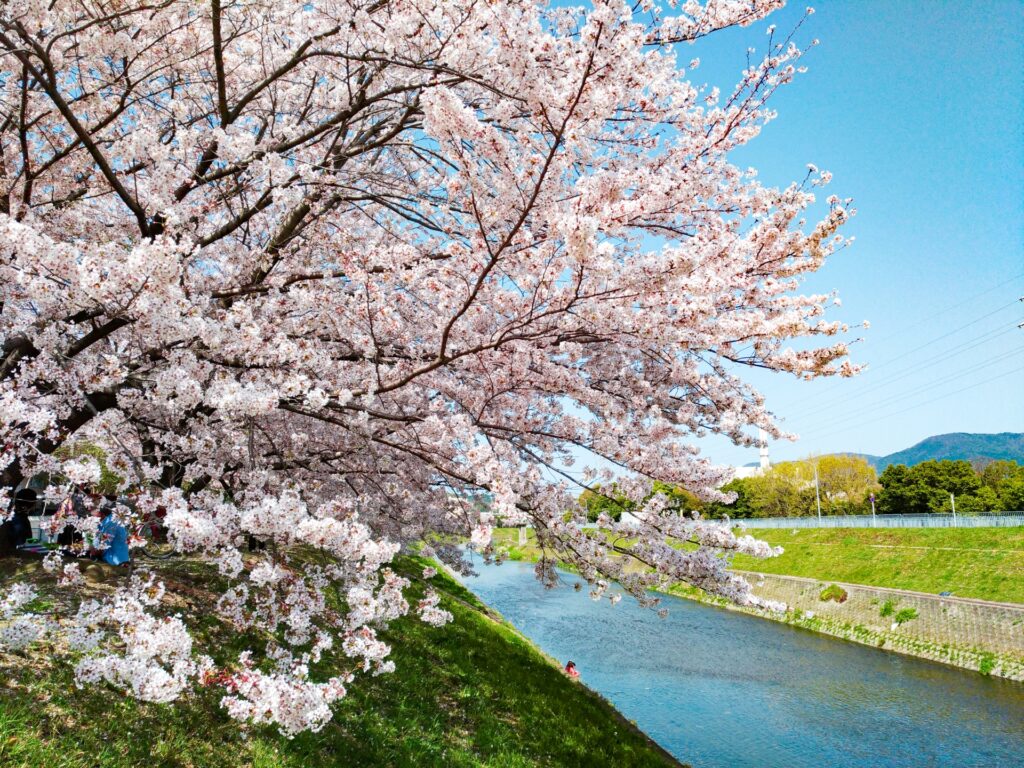京都市山科区の山科川沿い桜並木