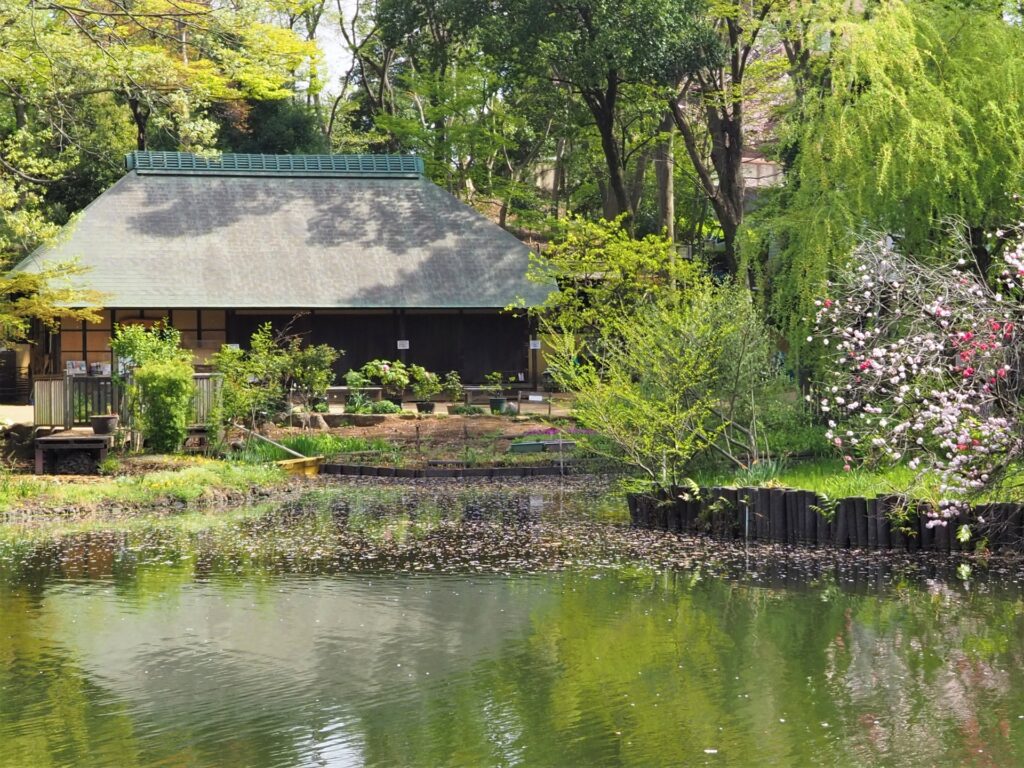 横浜市都筑区のせせらぎ公園の水辺