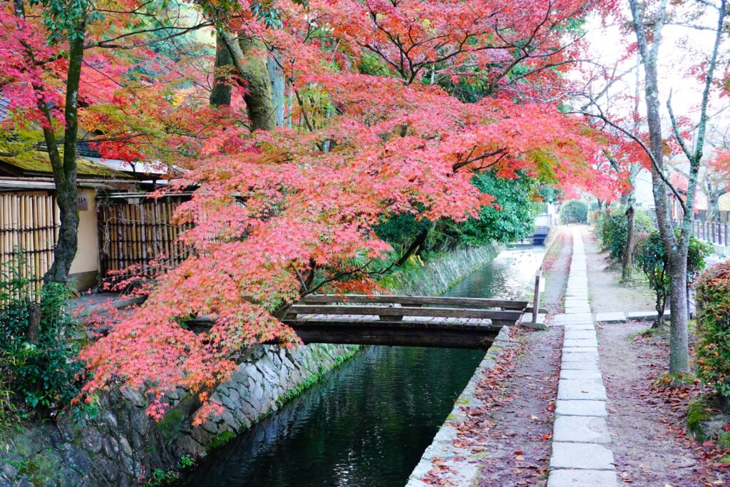 左京区の哲学の道