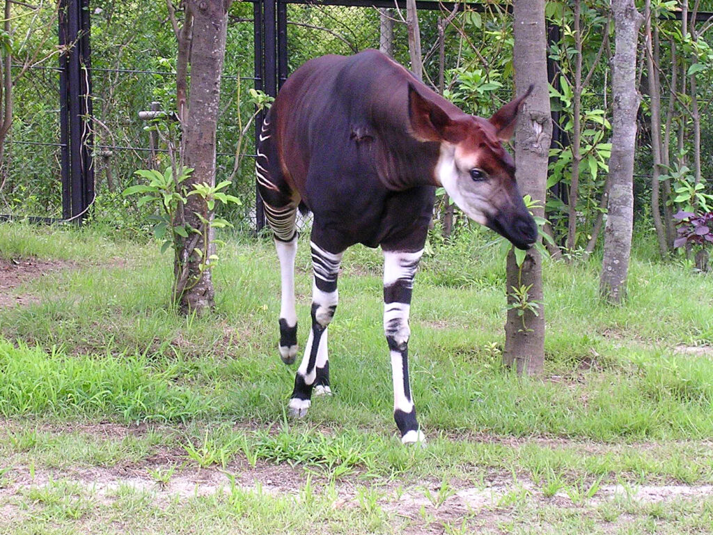 よこはま動物園ズーラシアのオカピ