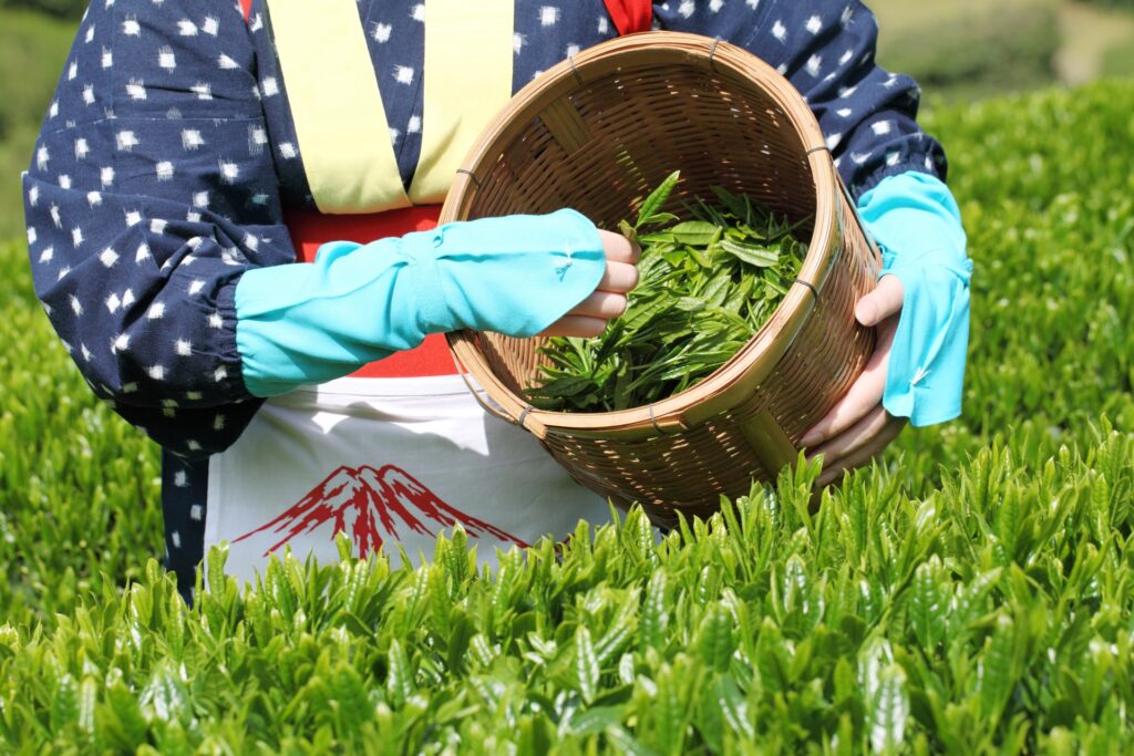 静岡県掛川市の茶摘み