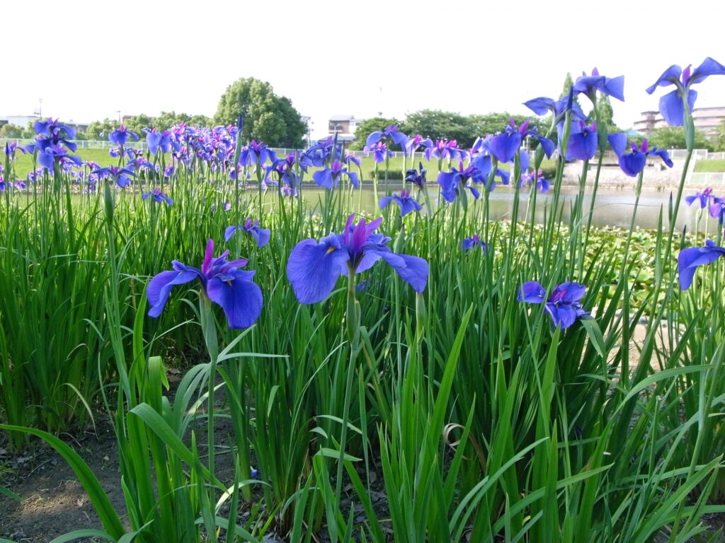 大阪府堺市北区の白鷺公園