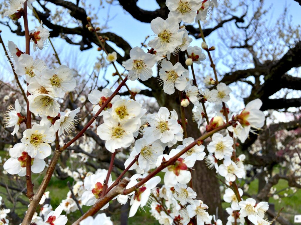 大阪府堺市南区の梅花