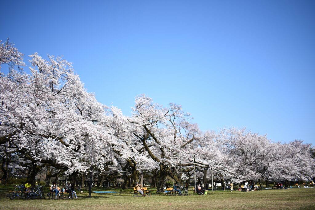 小金井公園の春の桜並木