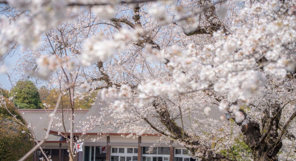 小金井公園の桜