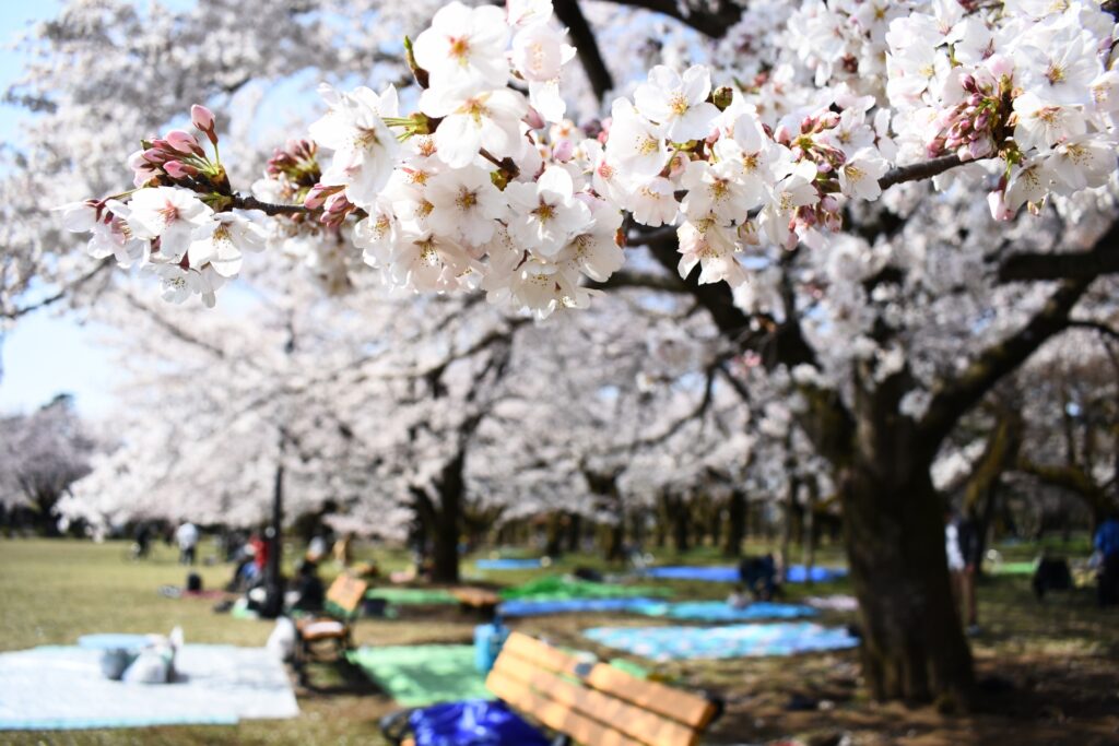 桜まつりで賑わう小金井公園