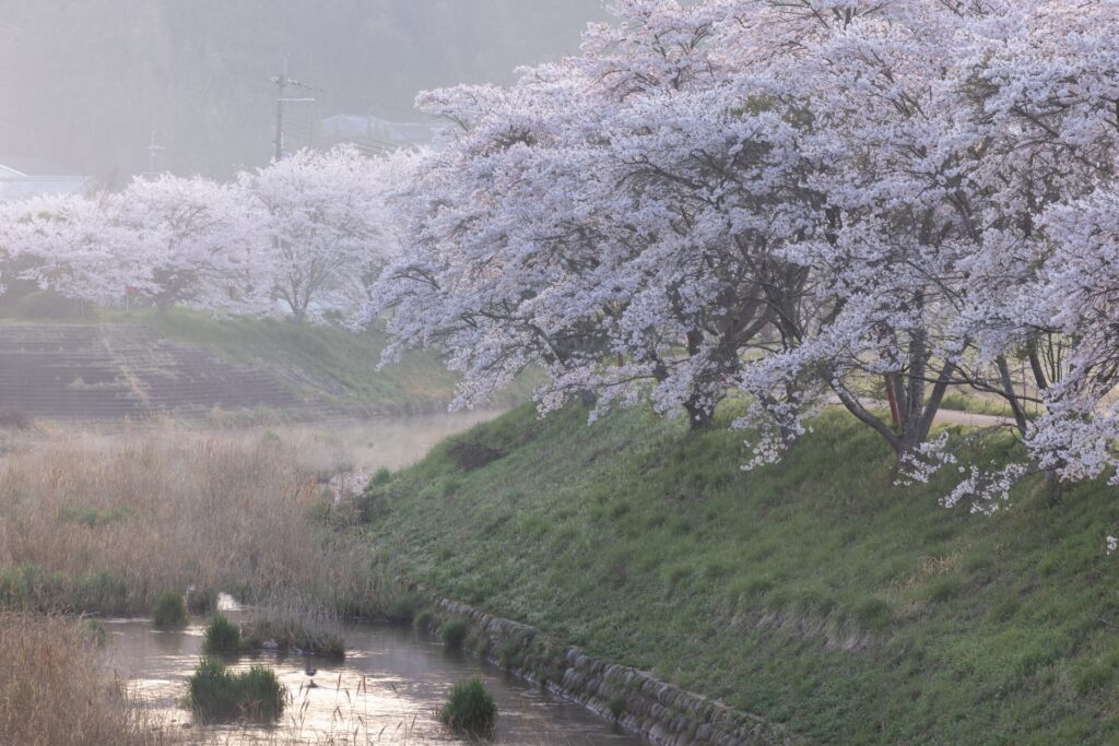 松原市の桜並木と大和川