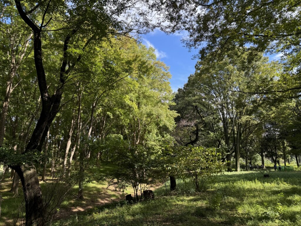 武蔵野公園の芝生と雑木林