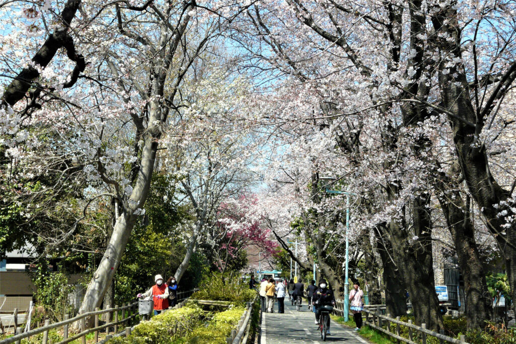 狭山・境緑道の桜並木