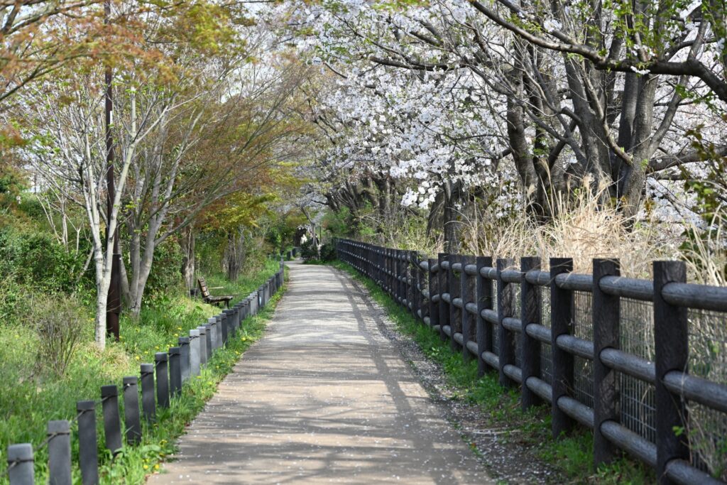 玉川上水沿いの朝霧に包まれた遊歩道