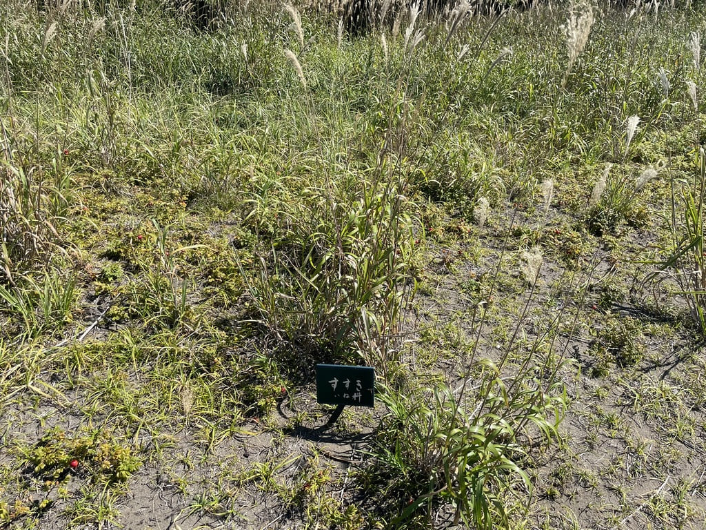 秋のはまなすの丘公園に広がるススキ